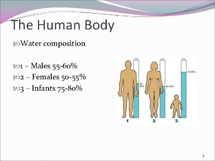 The Human Body Water composition 1 – Males 55 -60% 2 – Females 50