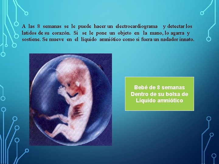 A las 8 semanas se le puede hacer un electrocardiograma y detectar los latidos