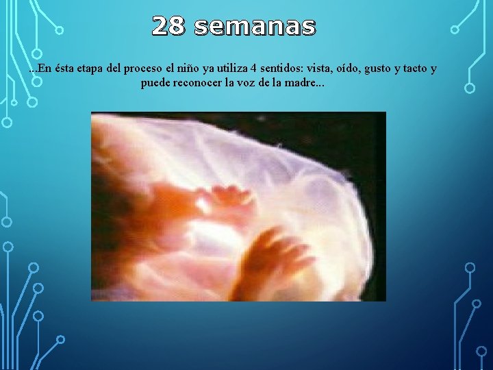28 semanas. . . En ésta etapa del proceso el niño ya utiliza 4