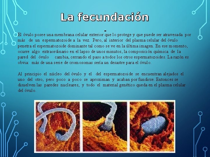 La fecundación El óvulo posee una membrana celular exterior que lo protege y que