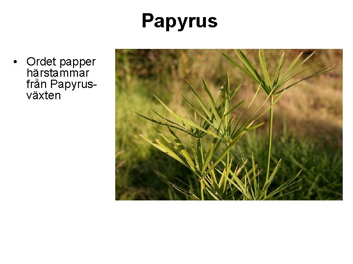 Papyrus • Ordet papper härstammar från Papyrusväxten 