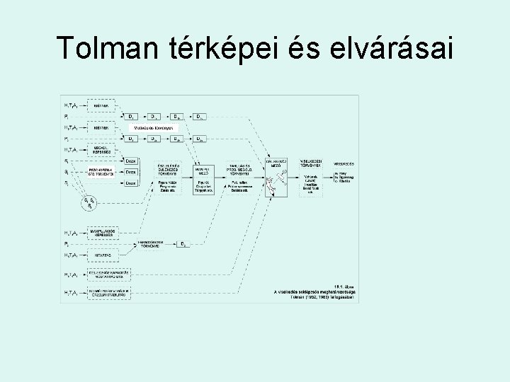 Tolman térképei és elvárásai 