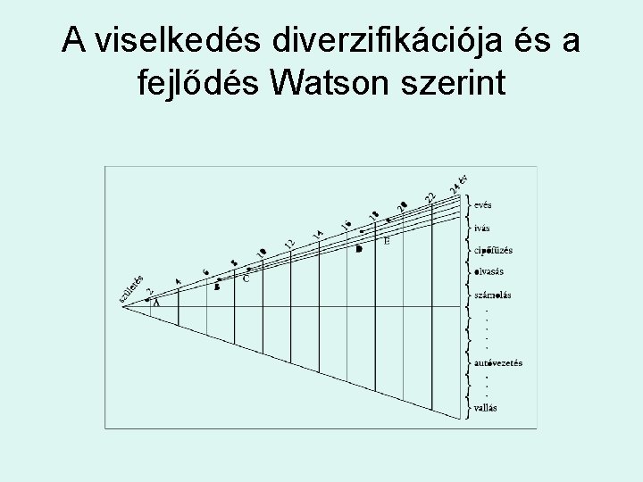 A viselkedés diverzifikációja és a fejlődés Watson szerint 