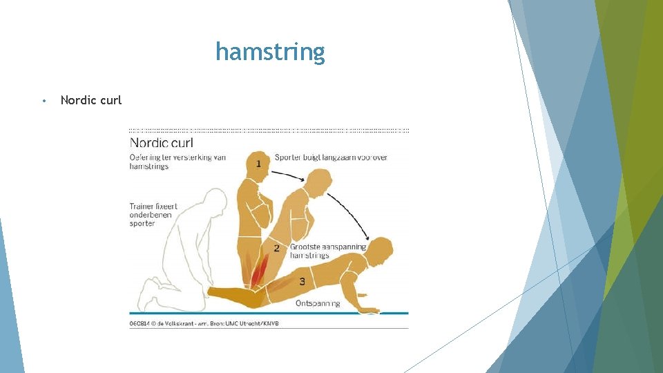hamstring • Nordic curl hamstring • Nordic curl