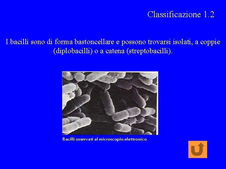 Classificazione 1. 2 I bacilli sono di forma bastoncellare e possono trovarsi isolati, a