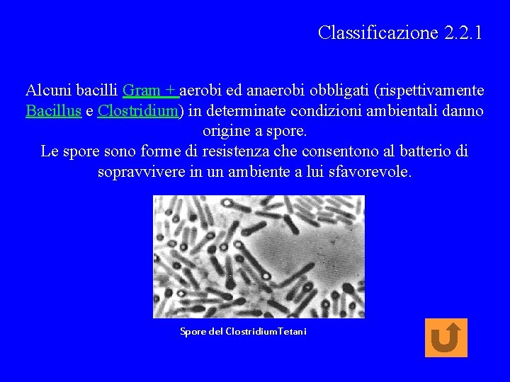 Classificazione 2. 2. 1 Alcuni bacilli Gram + aerobi ed anaerobi obbligati (rispettivamente Bacillus