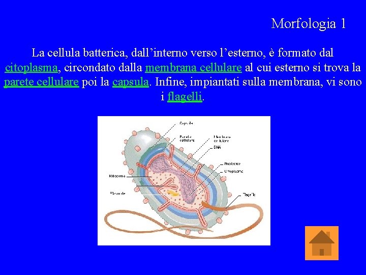 Morfologia 1 La cellula batterica, dall’interno verso l’esterno, è formato dal citoplasma, circondato dalla