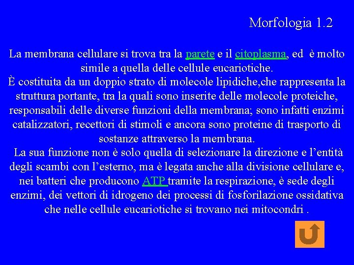 Morfologia 1. 2 La membrana cellulare si trova tra la parete e il citoplasma,