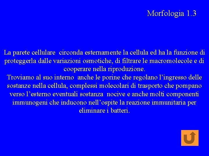 Morfologia 1. 3 La parete cellulare circonda esternamente la cellula ed ha la funzione