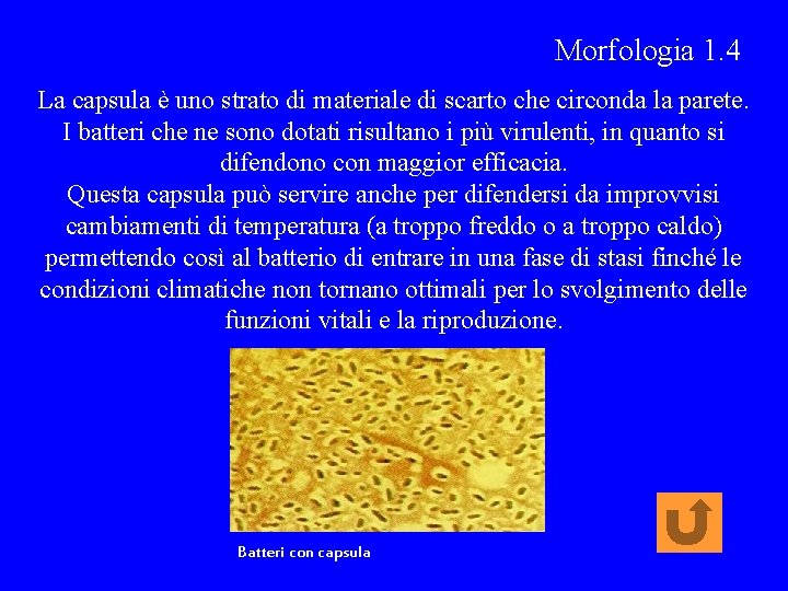 Morfologia 1. 4 La capsula è uno strato di materiale di scarto che circonda