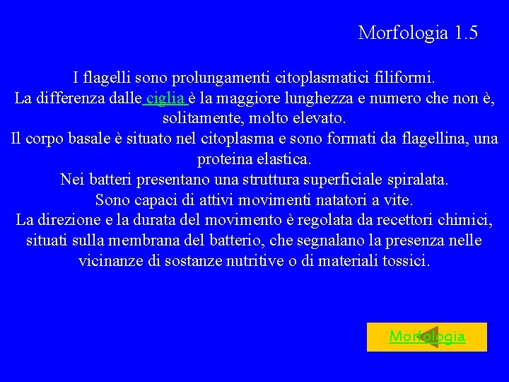 Morfologia 1. 5 I flagelli sono prolungamenti citoplasmatici filiformi. La differenza dalle ciglia è