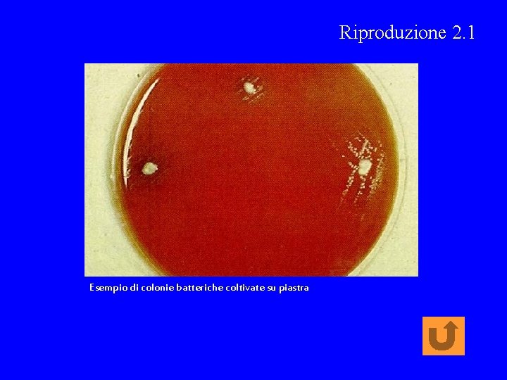Riproduzione 2. 1 Esempio di colonie batteriche coltivate su piastra 