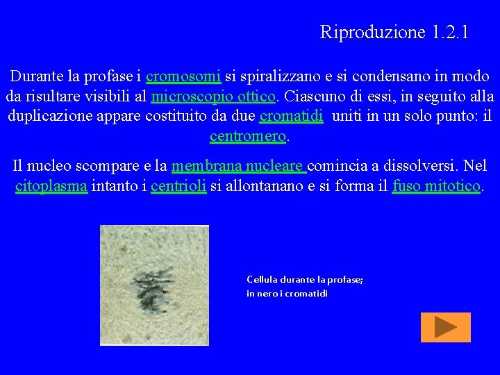 Riproduzione 1. 2. 1 Durante la profase i cromosomi si spiralizzano e si condensano