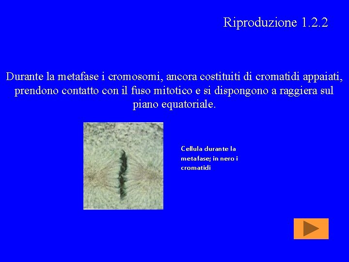 Riproduzione 1. 2. 2 Durante la metafase i cromosomi, ancora costituiti di cromatidi appaiati,