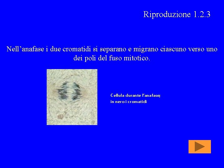 Riproduzione 1. 2. 3 Nell’anafase i due cromatidi si separano e migrano ciascuno verso