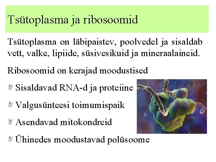 Tsütoplasma ja ribosoomid Tsütoplasma on läbipaistev, poolvedel ja sisaldab vett, valke, lipiide, süsivesikuid ja