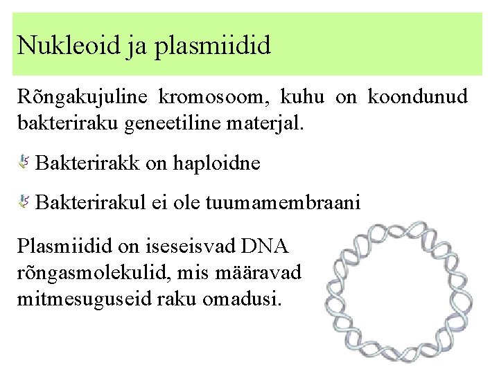 Nukleoid ja plasmiidid Rõngakujuline kromosoom, kuhu on koondunud bakteriraku geneetiline materjal. Bakterirakk on haploidne