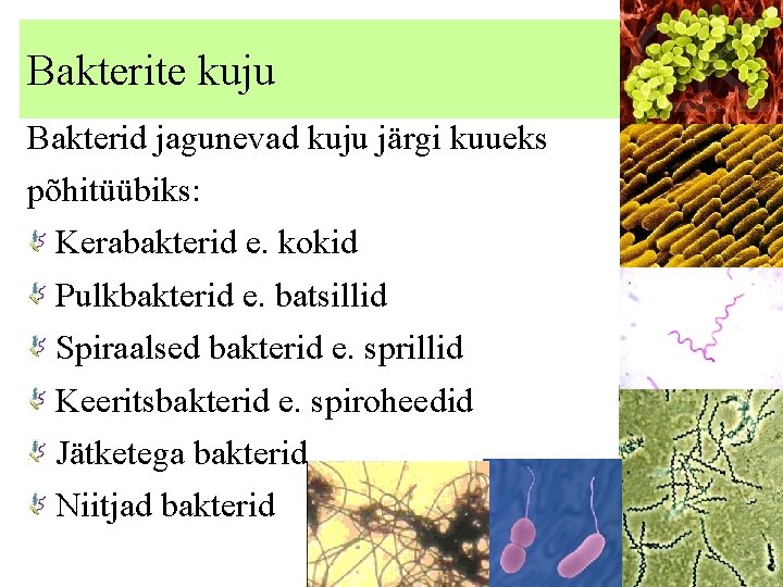 Bakterite kuju Bakterid jagunevad kuju järgi kuueks põhitüübiks: Kerabakterid e. kokid Pulkbakterid e. batsillid