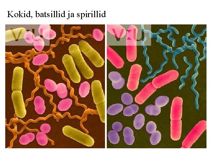 Kokid, batsillid ja spirillid 