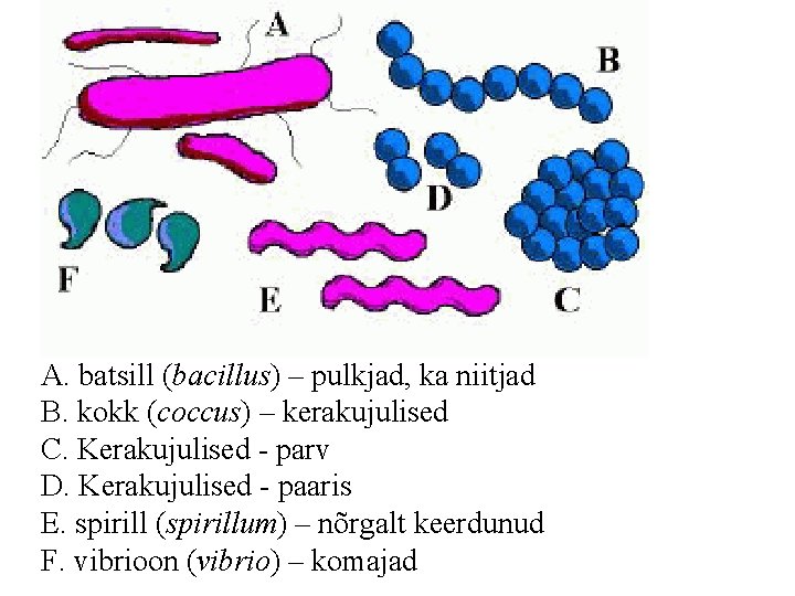A. batsill (bacillus) – pulkjad, ka niitjad B. kokk (coccus) – kerakujulised C. Kerakujulised