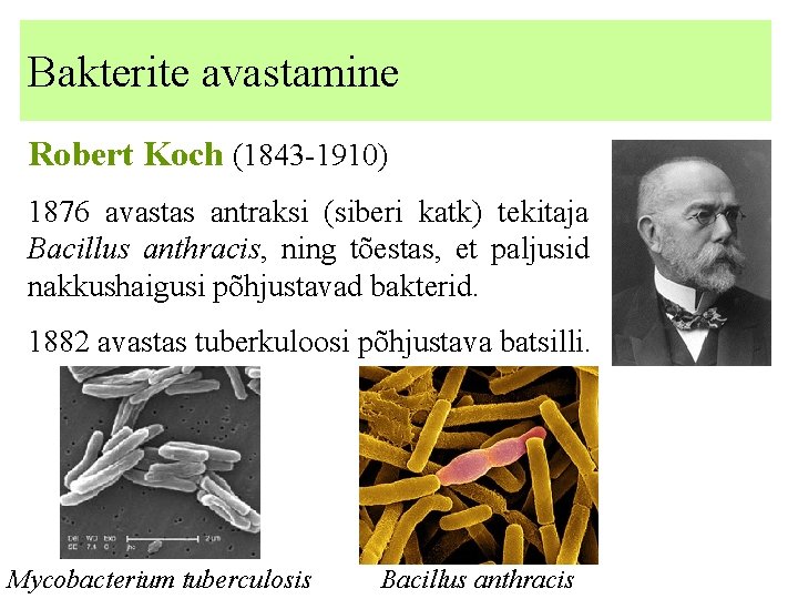 Bakterite avastamine Robert Koch (1843 -1910) 1876 avastas antraksi (siberi katk) tekitaja Bacillus anthracis,