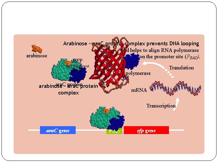 RFP expression Bruce Wallace arabinose Arabinose – ara. C protein complex prevents DNA looping