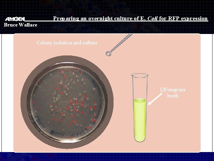 Preparing an overnight culture of E. Coli for RFP expression Bruce Wallace Colony isolation