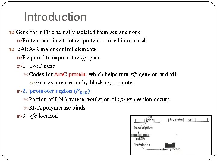 Introduction Gene for m. FP originally isolated from sea anemone Protein can fuse to