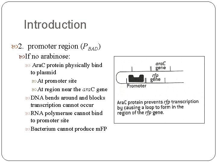 Introduction 2. promoter region (PBAD) If no arabinose: Ara. C protein physically bind to