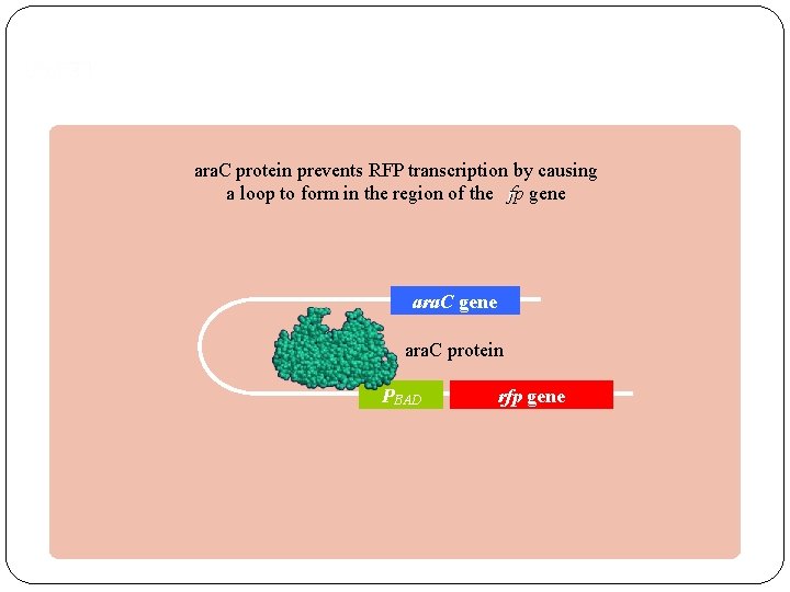 RFP expression Bruce Wallace ara. C protein prevents RFP transcription by causing a loop