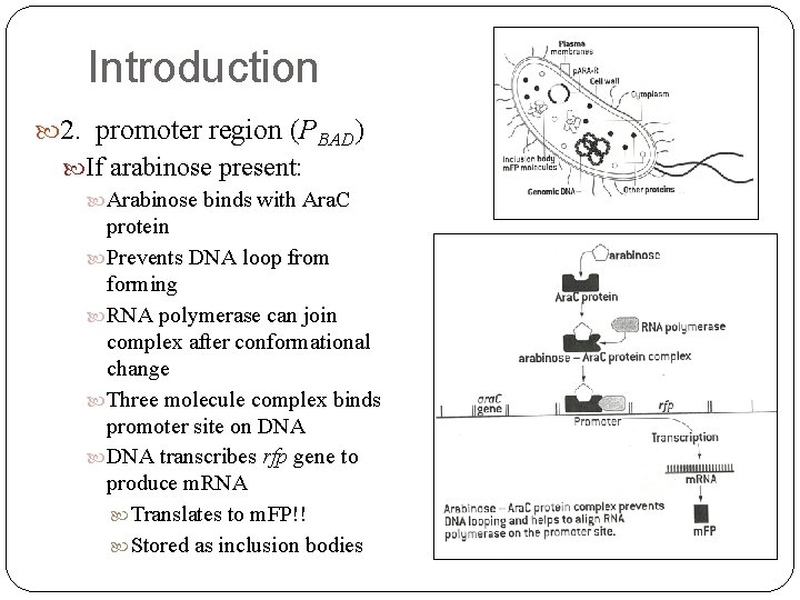 Introduction 2. promoter region (PBAD) If arabinose present: Arabinose binds with Ara. C protein