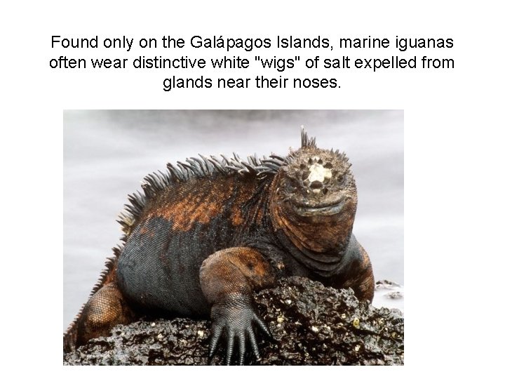 Found only on the Galápagos Islands, marine iguanas often wear distinctive white "wigs" of