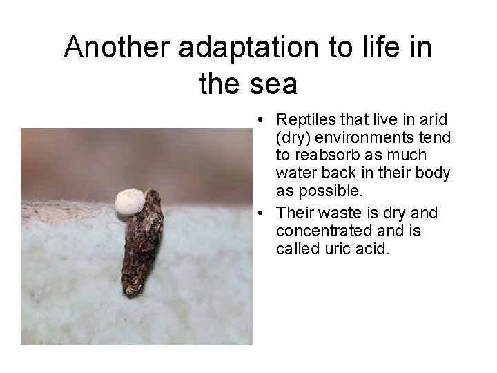 Another adaptation to life in the sea • Reptiles that live in arid (dry)