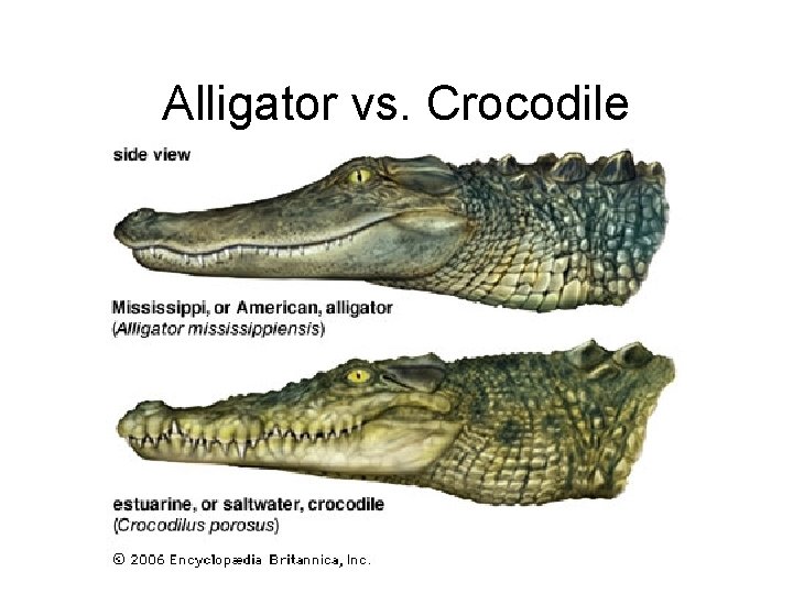 Alligator vs. Crocodile 
