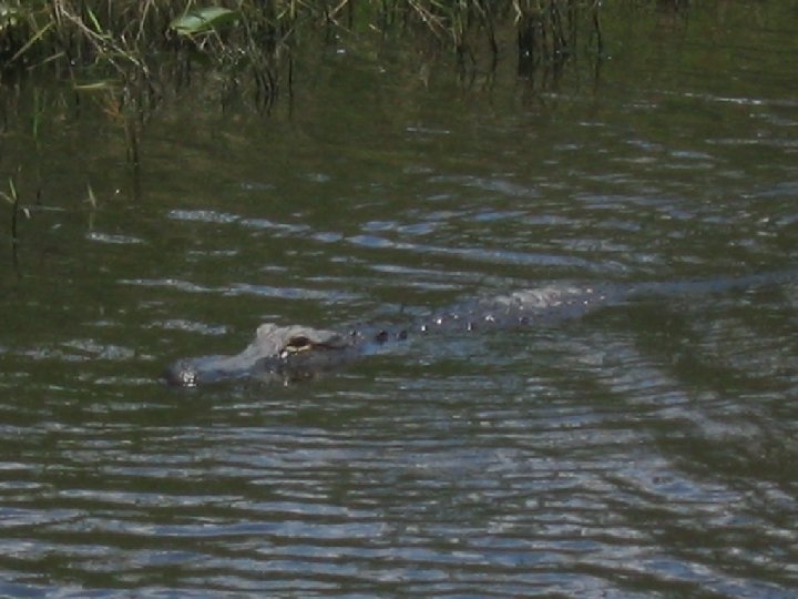 Alligators we see in the Everglades 