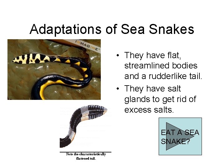 Adaptations of Sea Snakes • They have flat, streamlined bodies and a rudderlike tail.