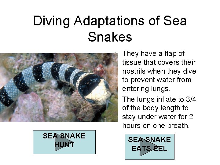 Diving Adaptations of Sea Snakes • They have a flap of tissue that covers