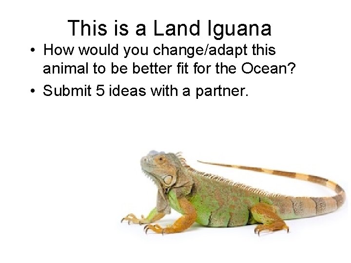 This is a Land Iguana • How would you change/adapt this animal to be