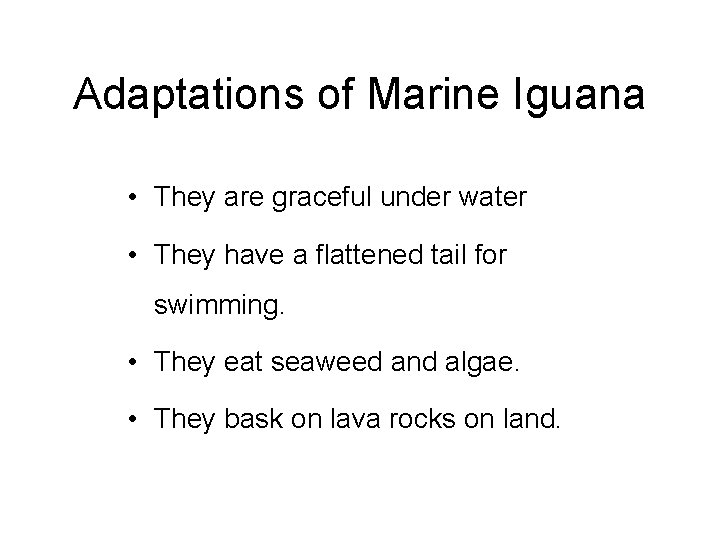 Adaptations of Marine Iguana • They are graceful under water • They have a