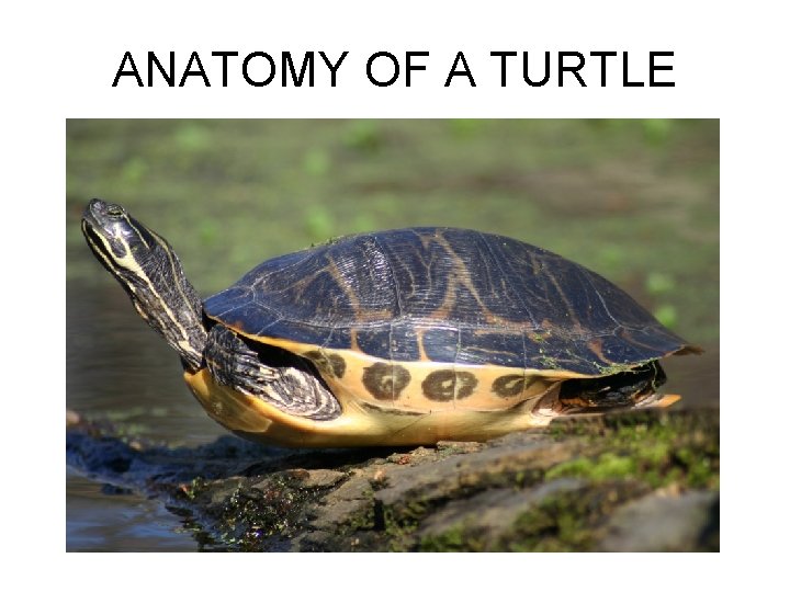 ANATOMY OF A TURTLE 