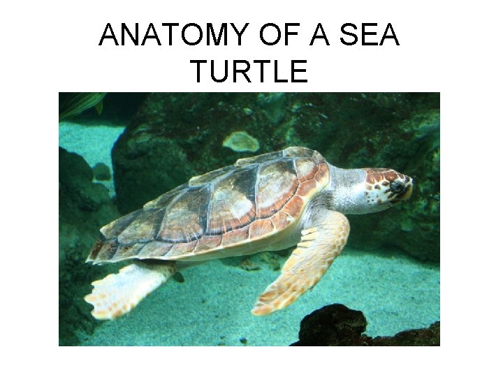 ANATOMY OF A SEA TURTLE 