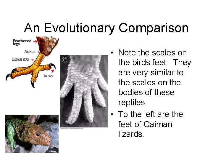 An Evolutionary Comparison • Note the scales on the birds feet. They are very