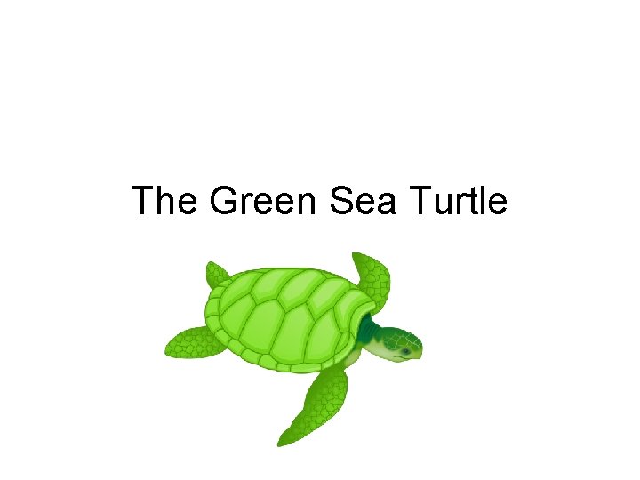 The Green Sea Turtle 