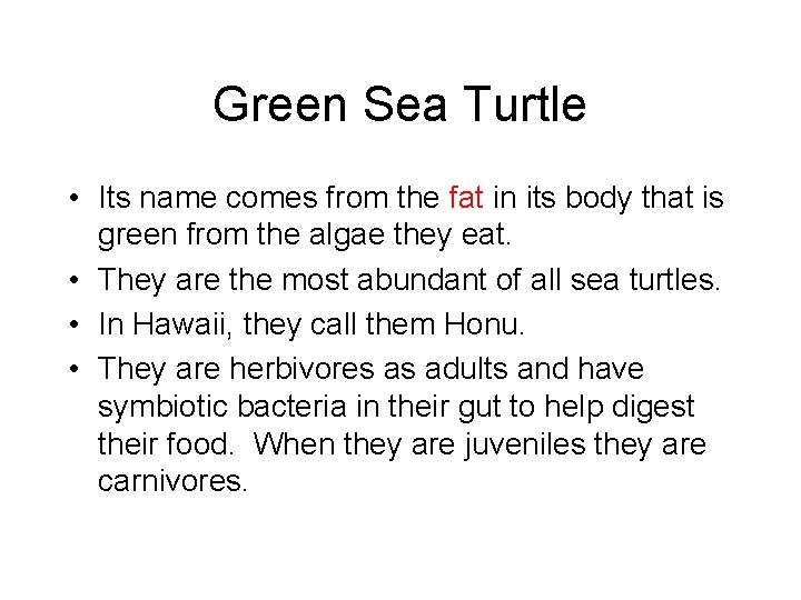Green Sea Turtle • Its name comes from the fat in its body that