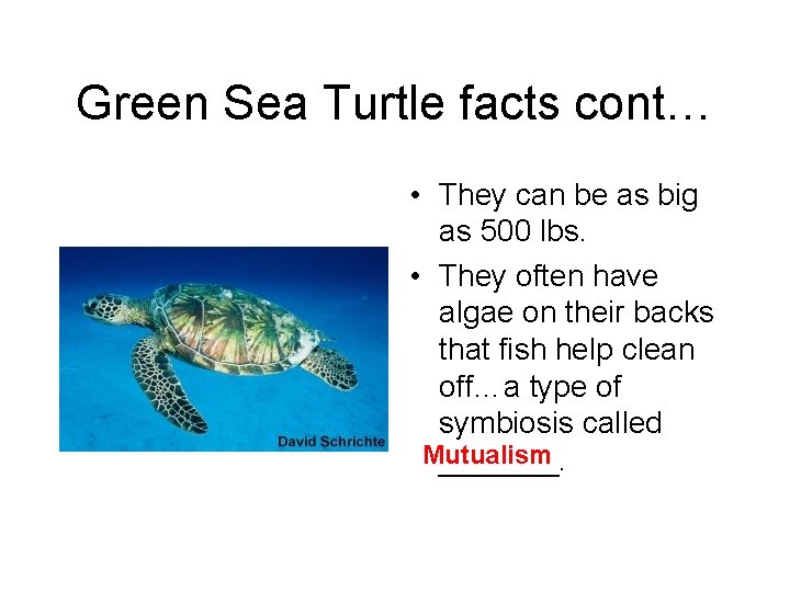 Green Sea Turtle facts cont… • They can be as big as 500 lbs.