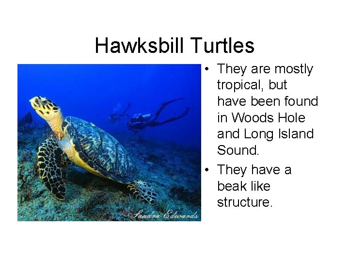 Hawksbill Turtles • They are mostly tropical, but have been found in Woods Hole