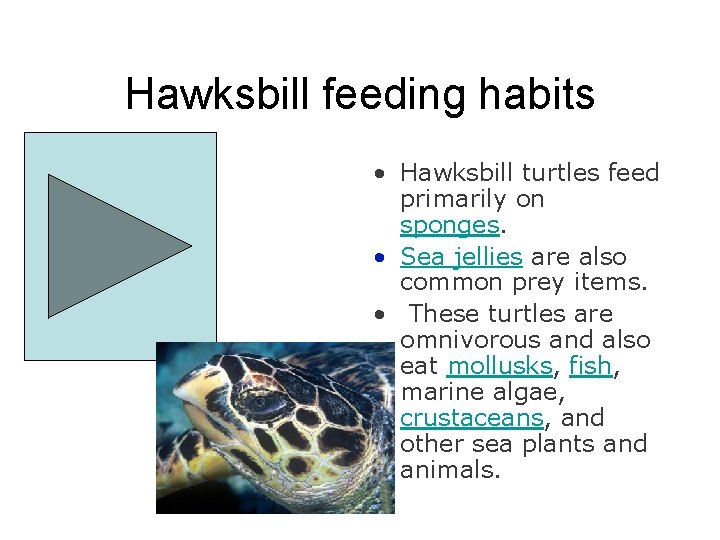 Hawksbill feeding habits • Hawksbill turtles feed primarily on sponges. • Sea jellies are