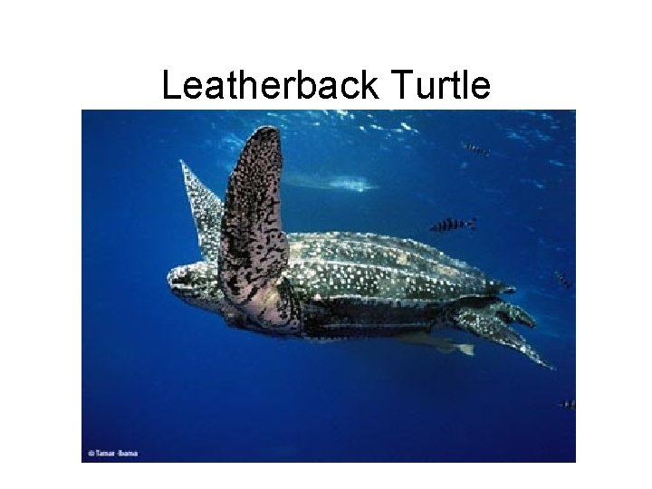Leatherback Turtle 