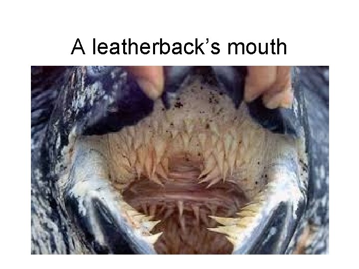 A leatherback’s mouth 