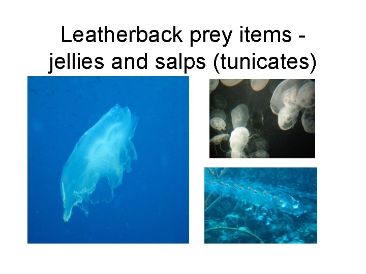 Leatherback prey items jellies and salps (tunicates) 